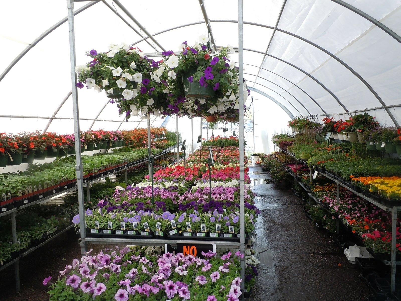 flowers-164814_1920-1